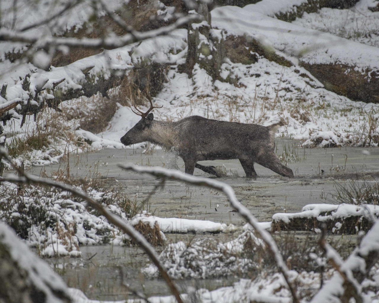 northwest trek wildlife park, washington, caribou