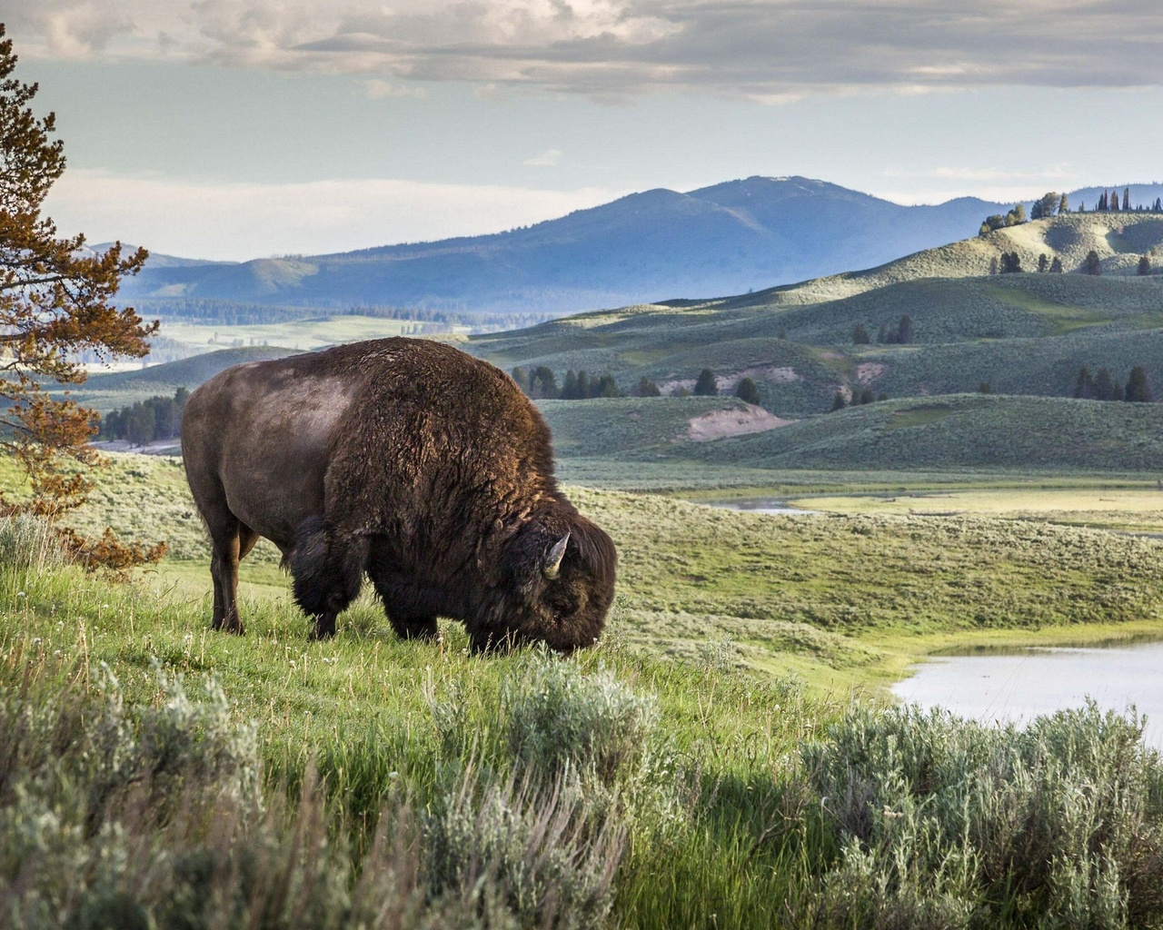 nature, lamar valley, american bison, yellowstone national park