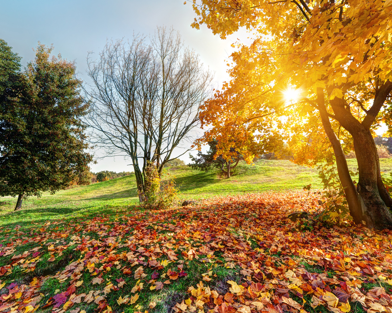 autumn, forest landscape, green nature