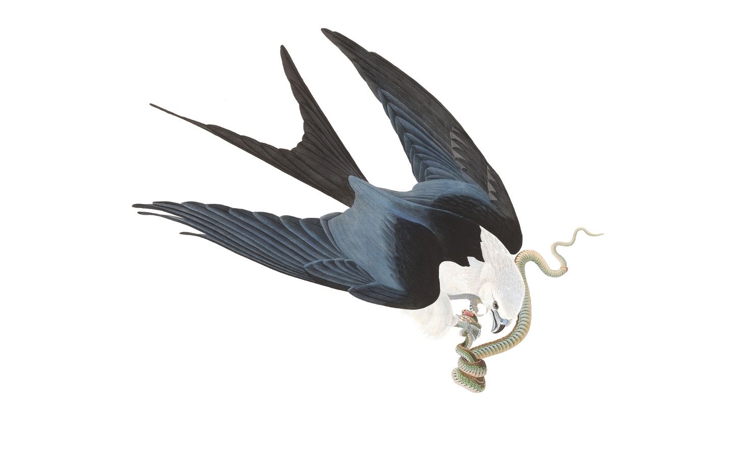 swallow-tailed kite, john james audubon, birds of north america