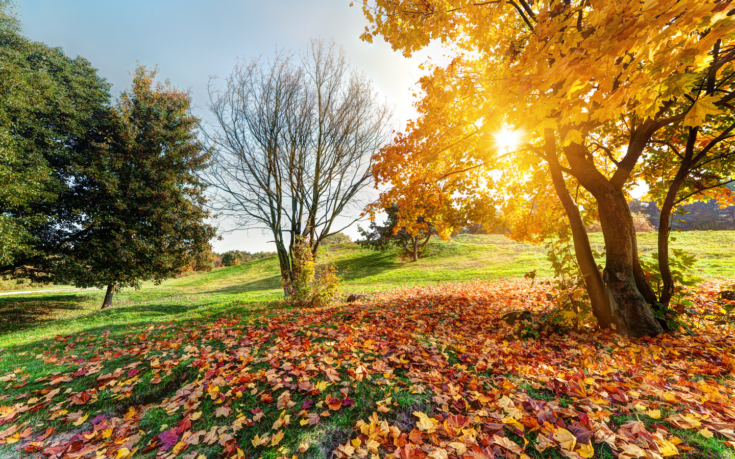 autumn, forest landscape, green nature