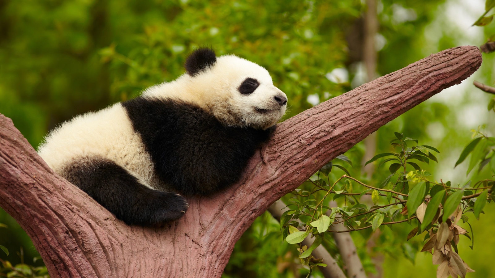 china, chengdu panda breeding research center, giant panda