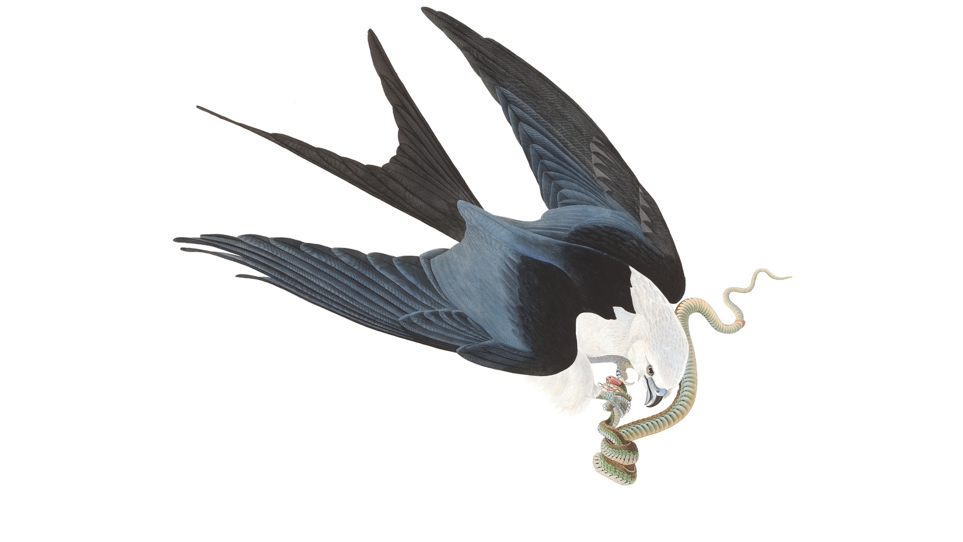 swallow-tailed kite, john james audubon, birds of north america