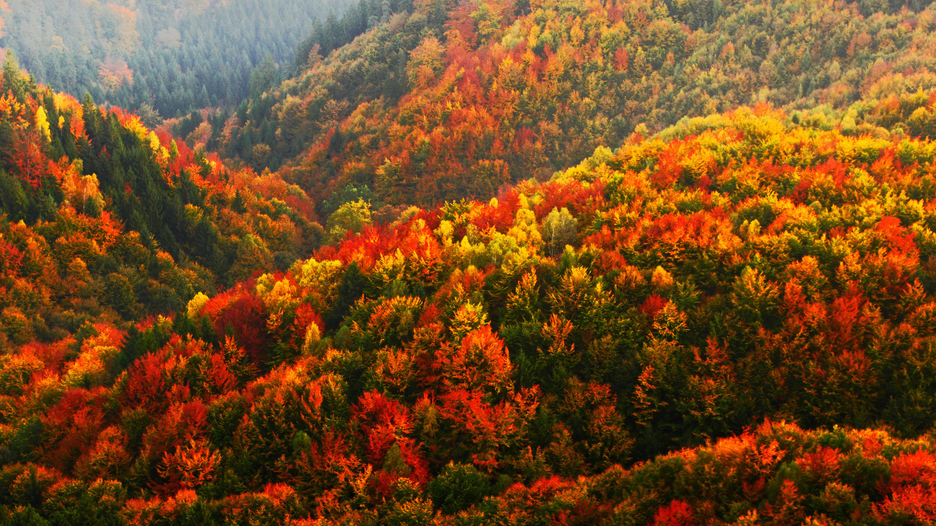 autumn, forest, bohemian switzerland national park, czech republic