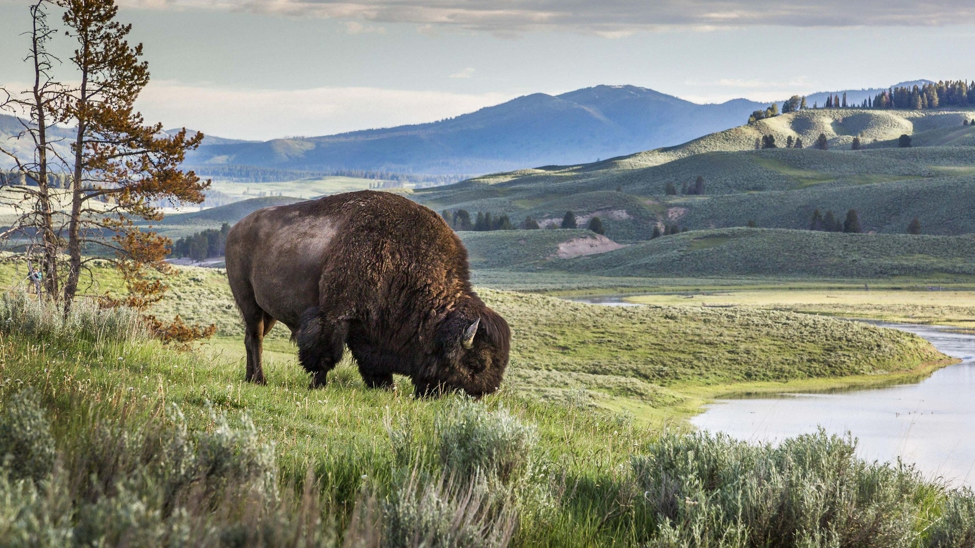 nature, lamar valley, american bison, yellowstone national park