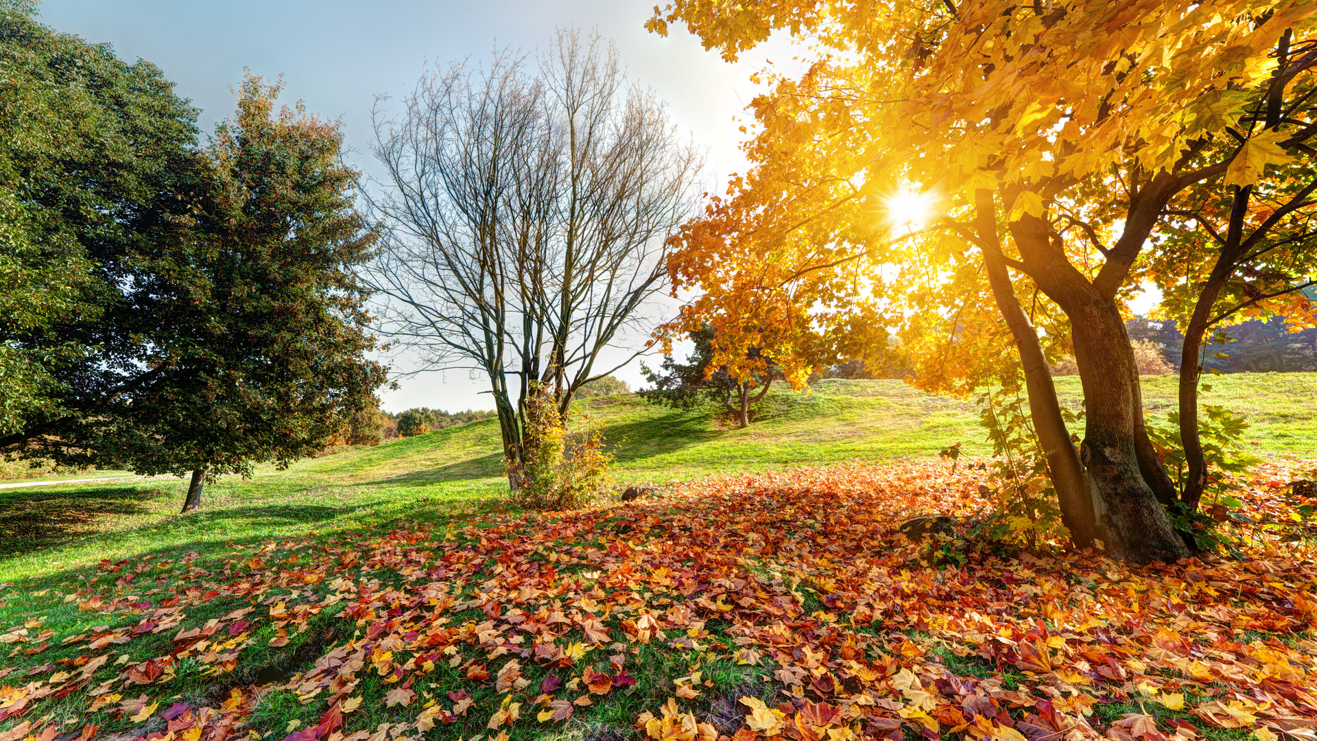 autumn, forest landscape, green nature