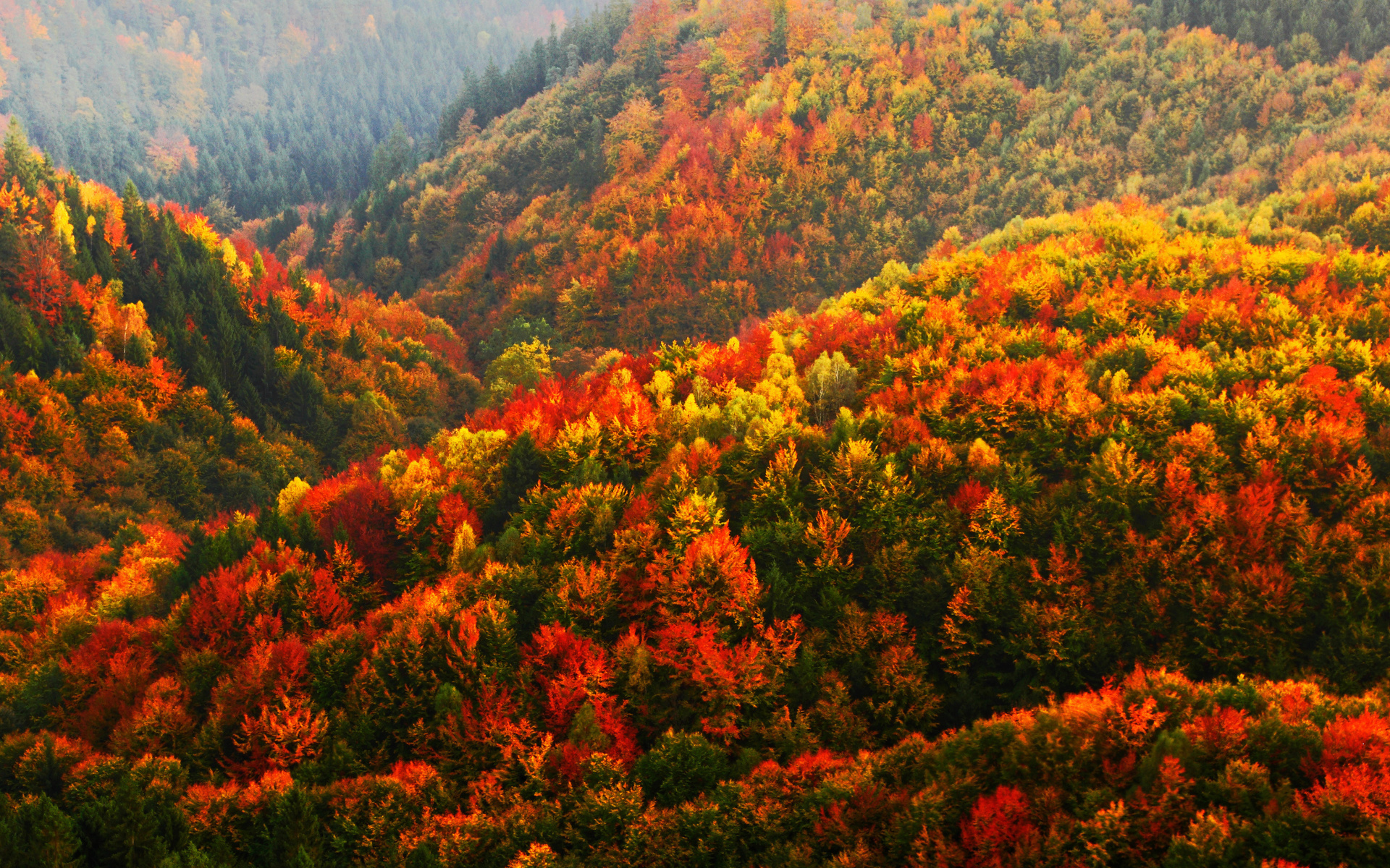 autumn, forest, bohemian switzerland national park, czech republic