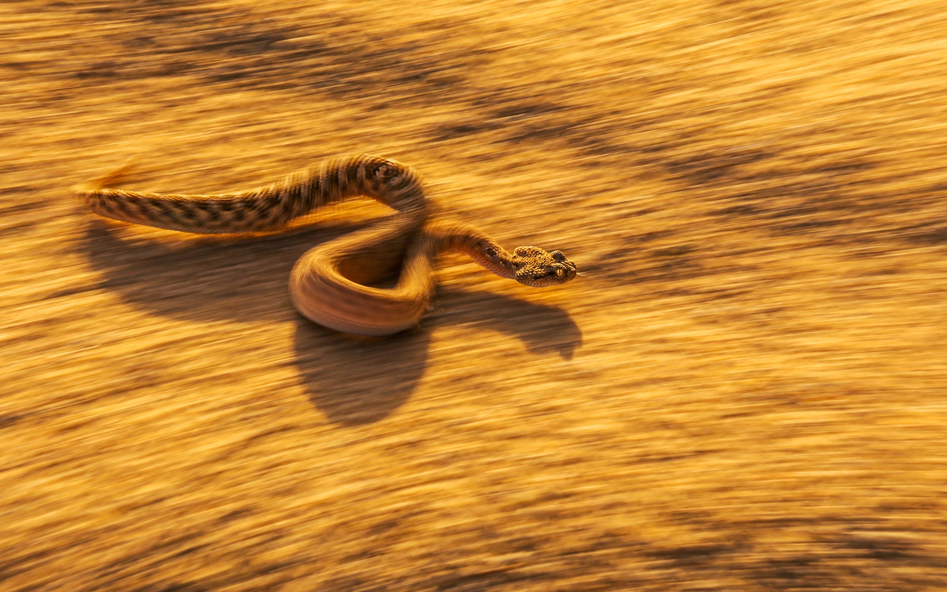 animals, desert, dangerous snake