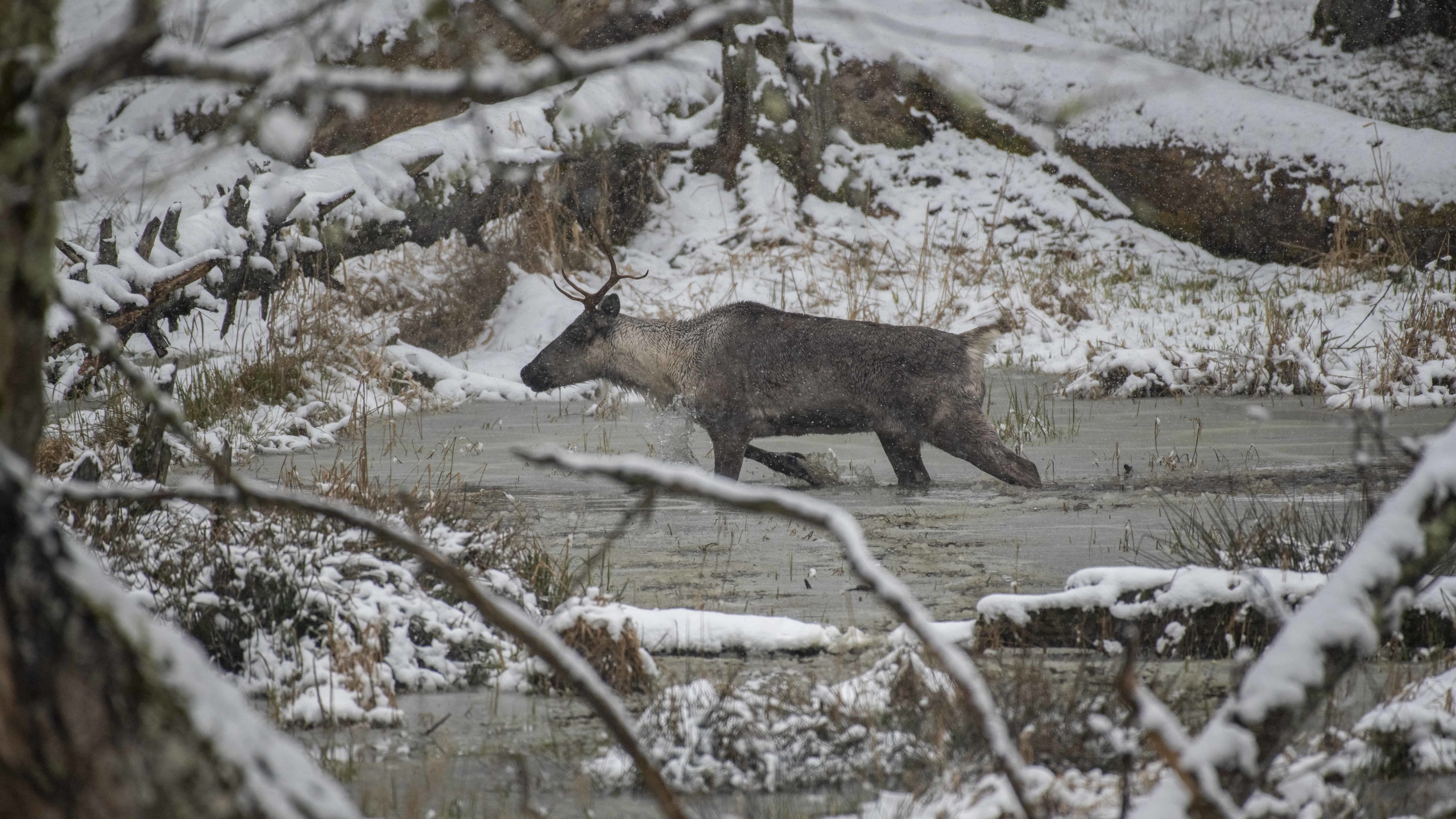 northwest trek wildlife park, washington, caribou