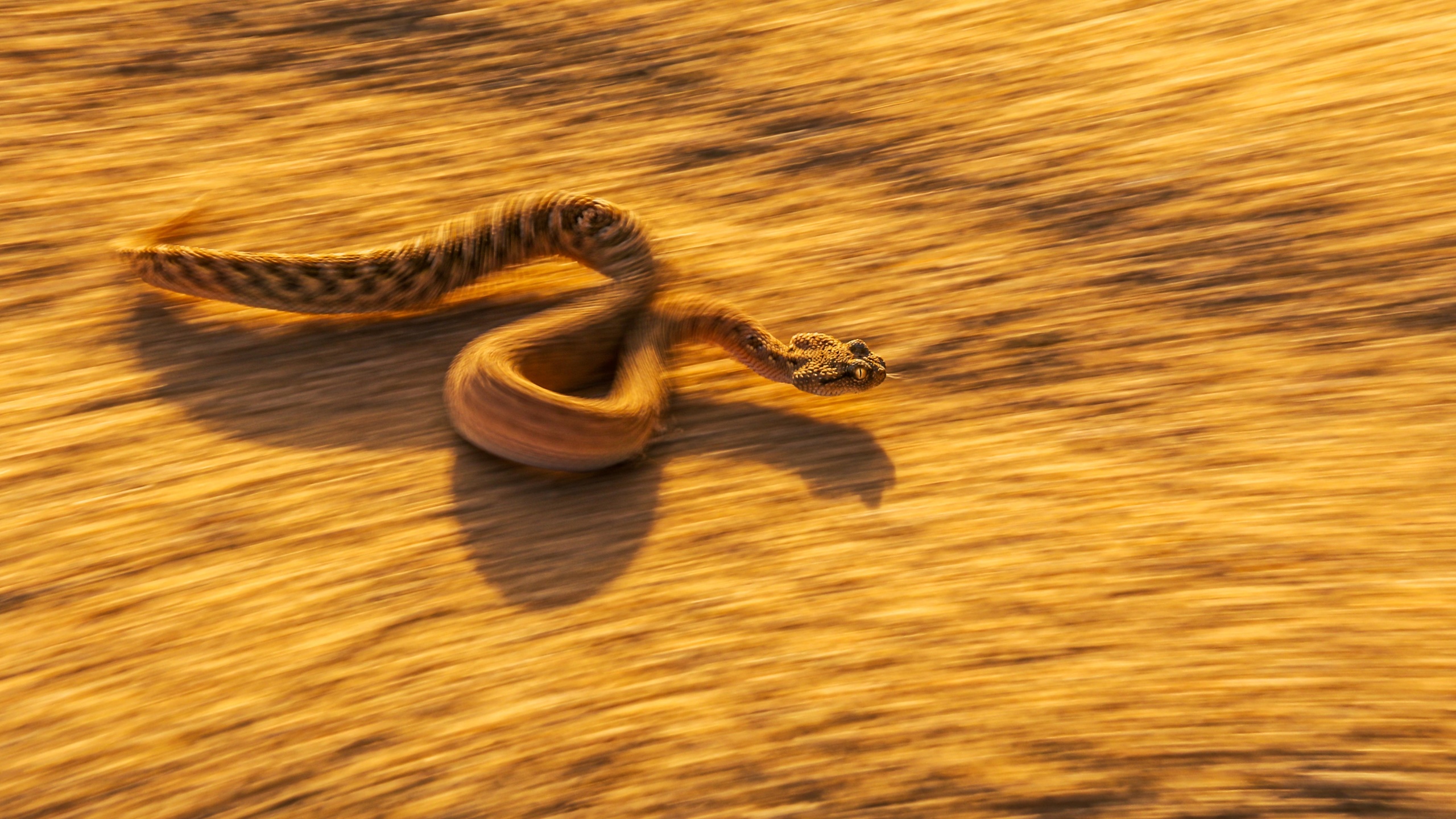 animals, desert, dangerous snake