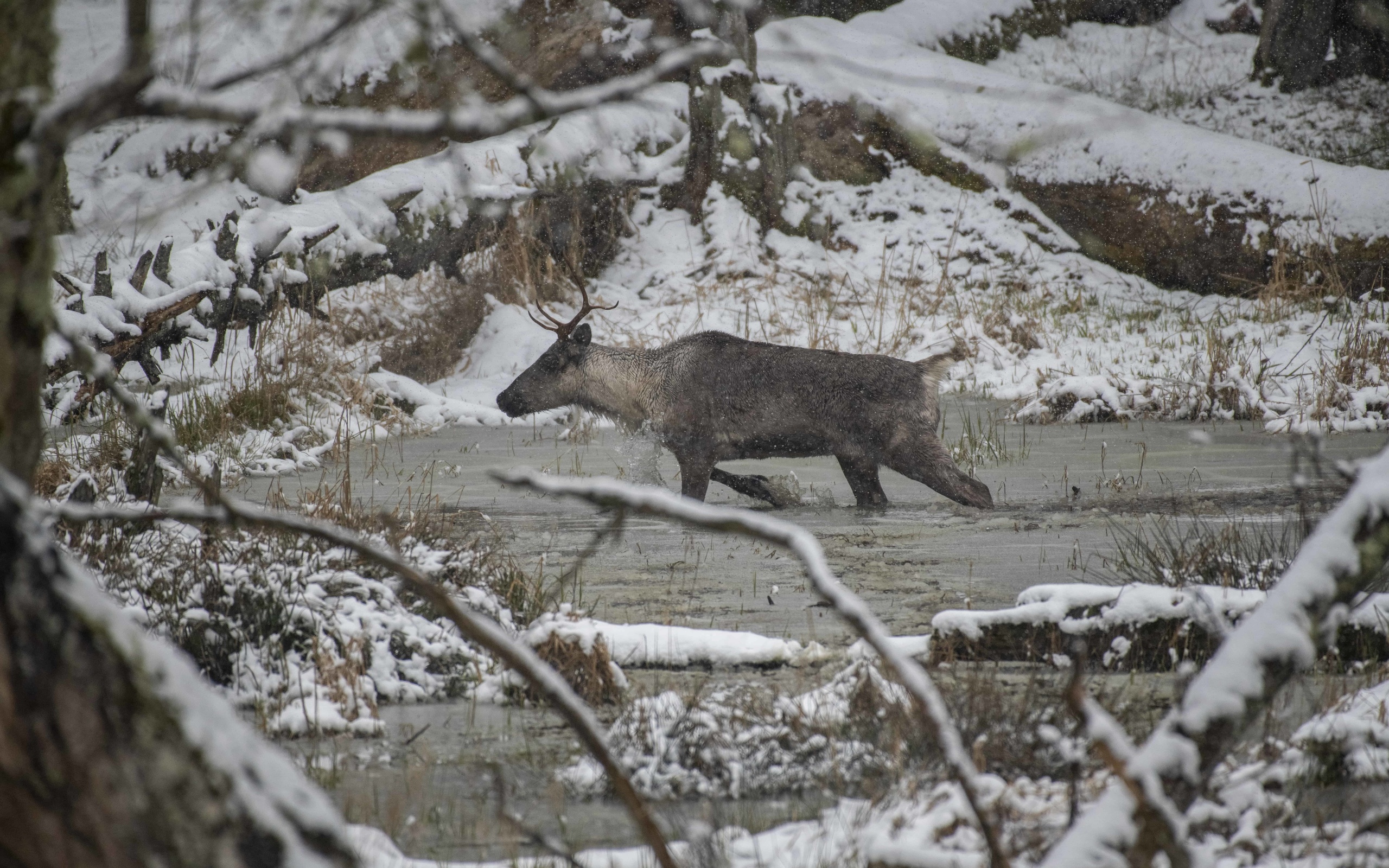 northwest trek wildlife park, washington, caribou