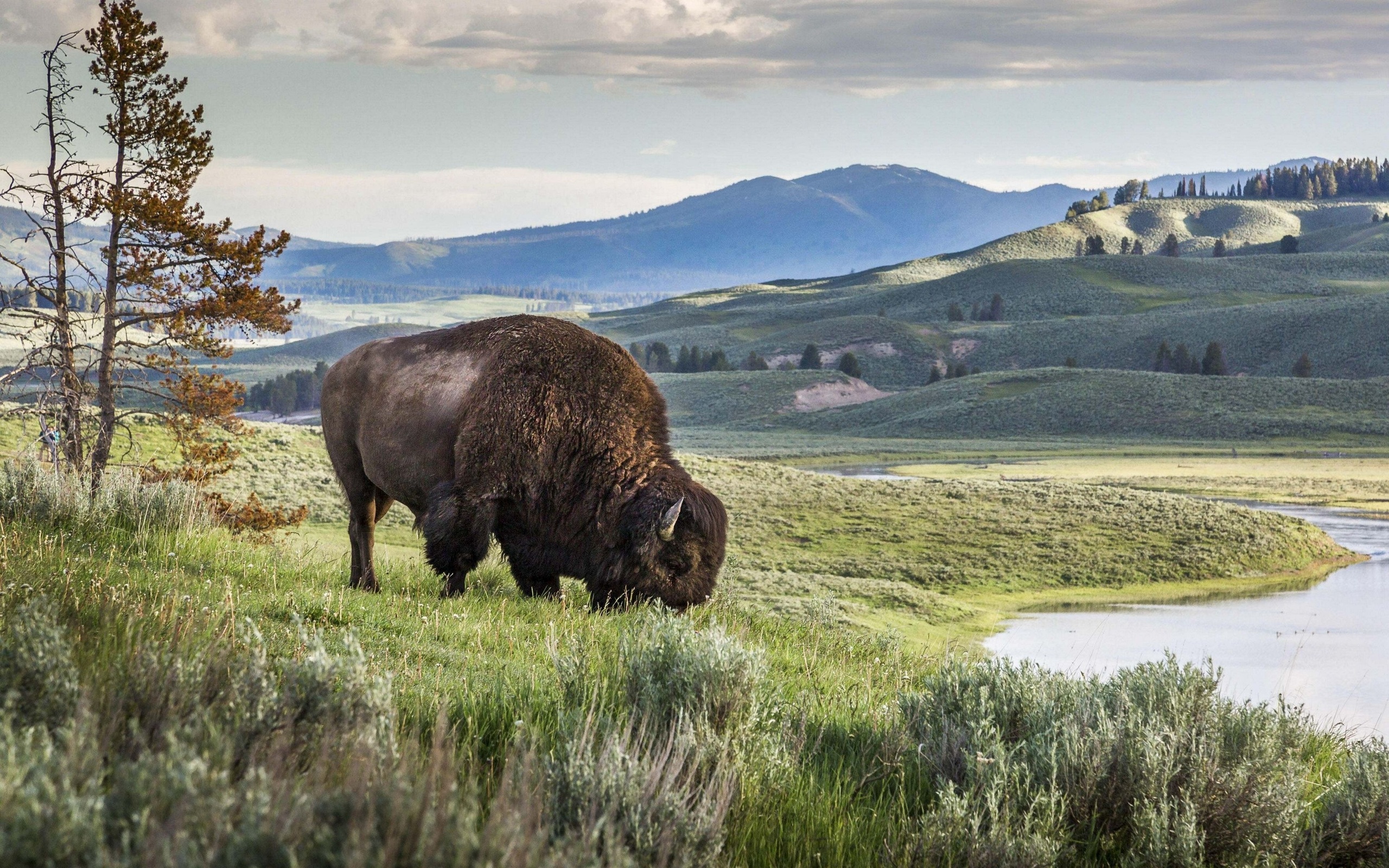 nature, lamar valley, american bison, yellowstone national park