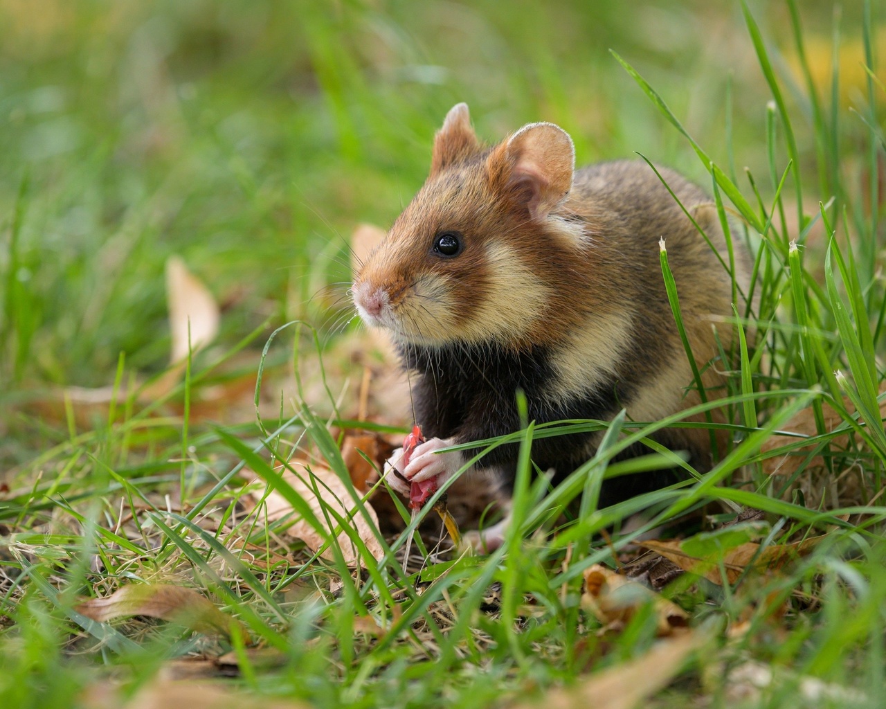 wildlife, european field hamster, animals