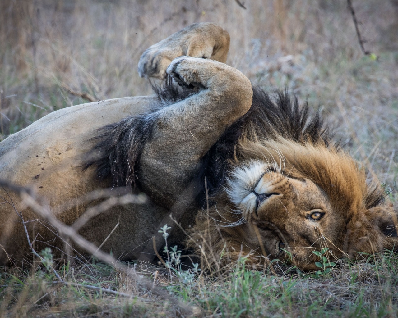 wildlife, southern africa, lion relaxed