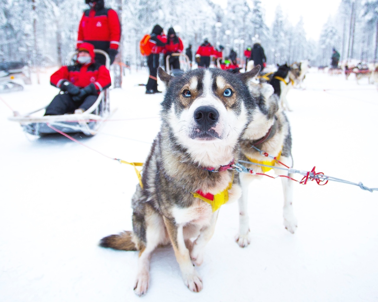 winter experience, husky safari, rovaniemi, finland