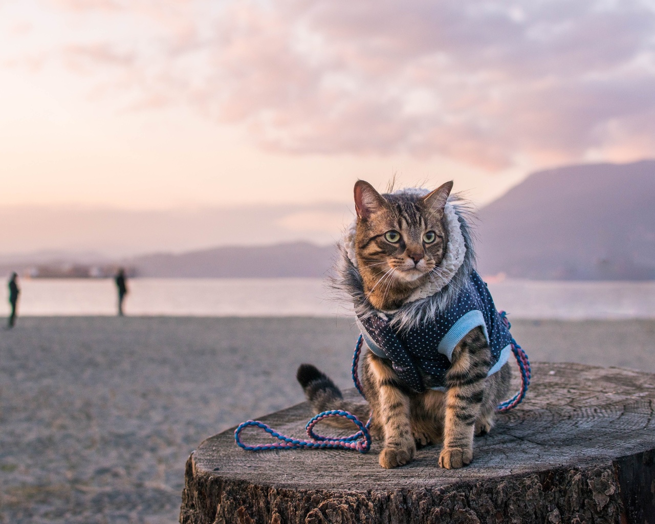 travel with a cat, pacific ocean, canada