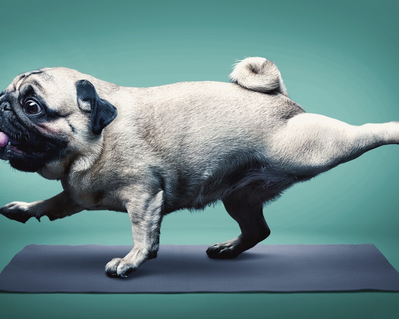 yoga, pug, happy dog, healthy mode