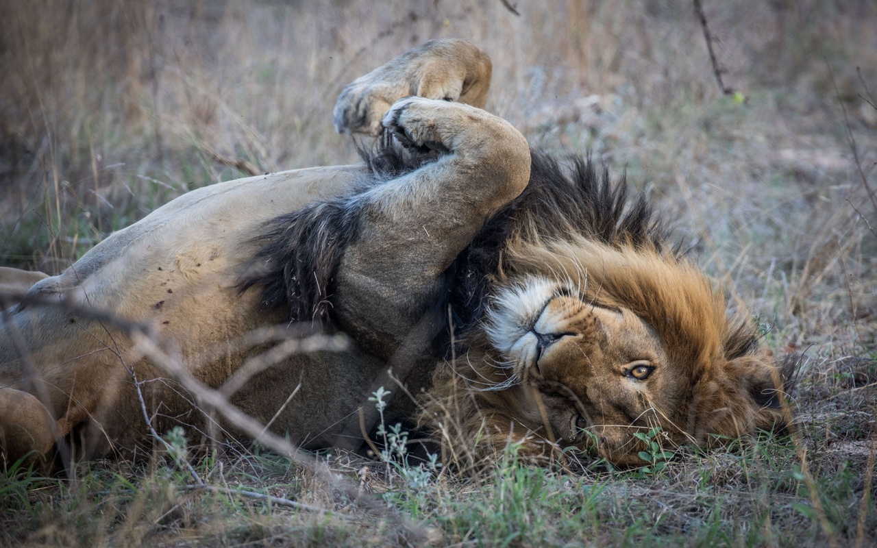 wildlife, southern africa, lion relaxed