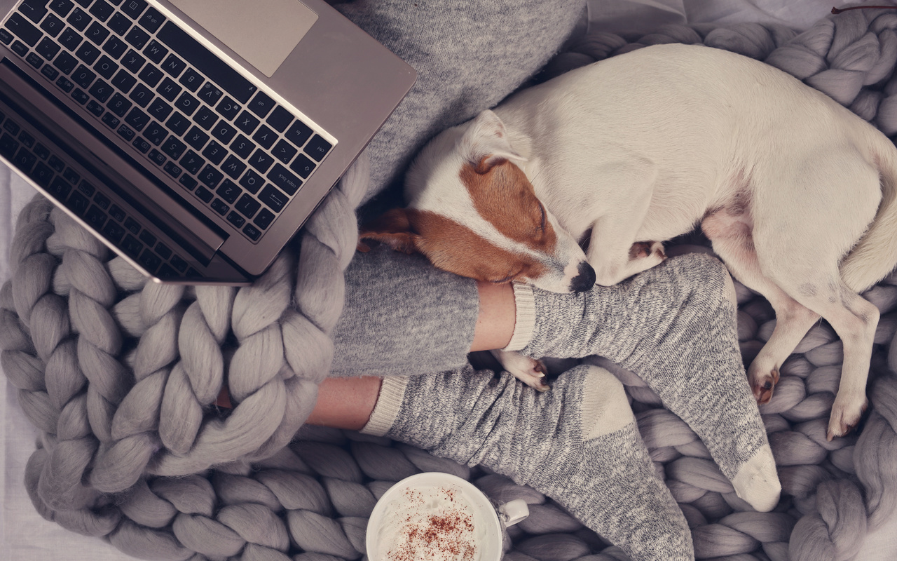 notebook, hot chocolate, sleeping dog, jack russel terrier