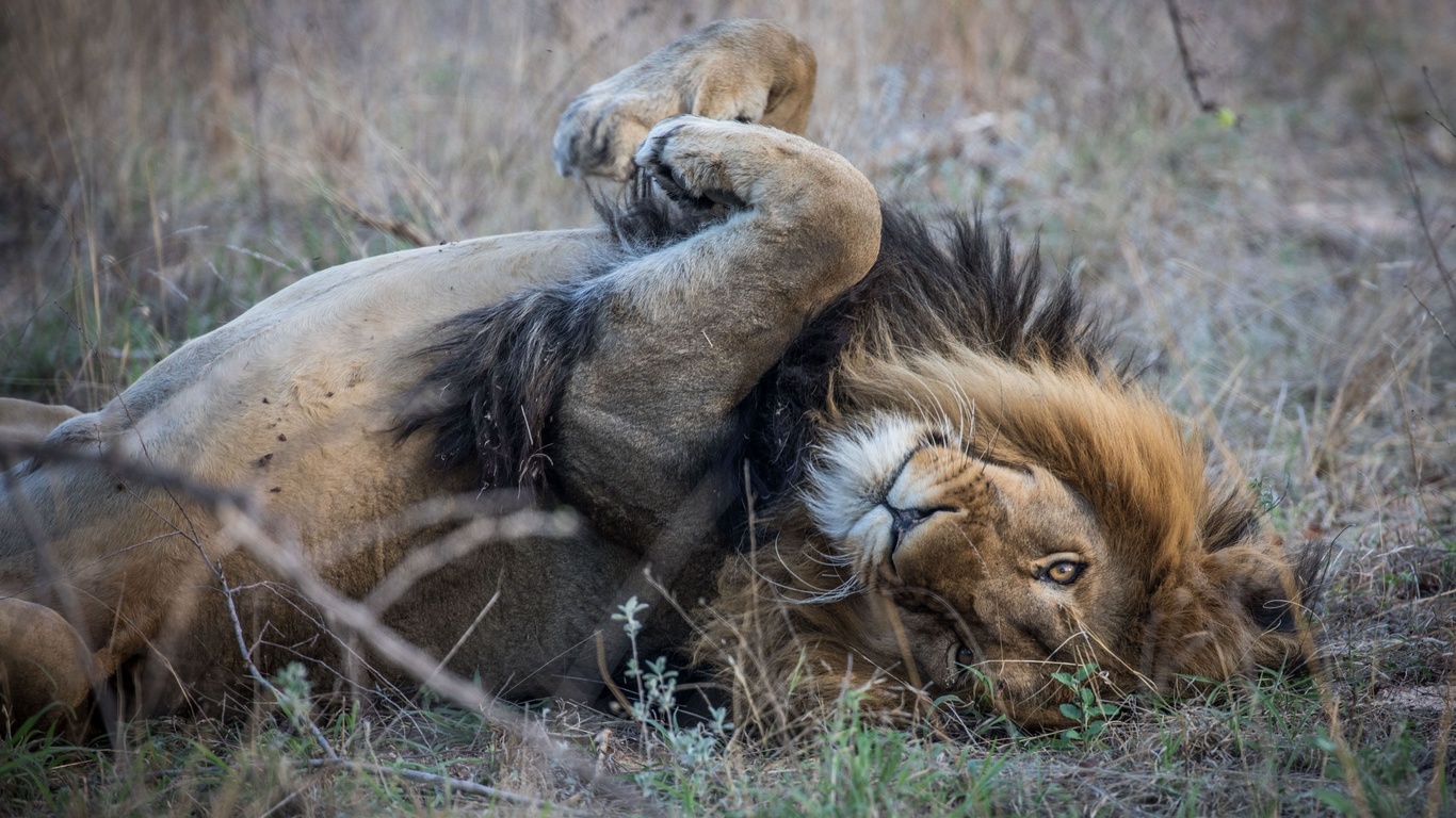 wildlife, southern africa, lion relaxed