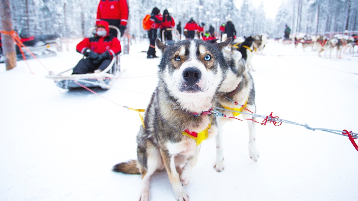 winter experience, husky safari, rovaniemi, finland