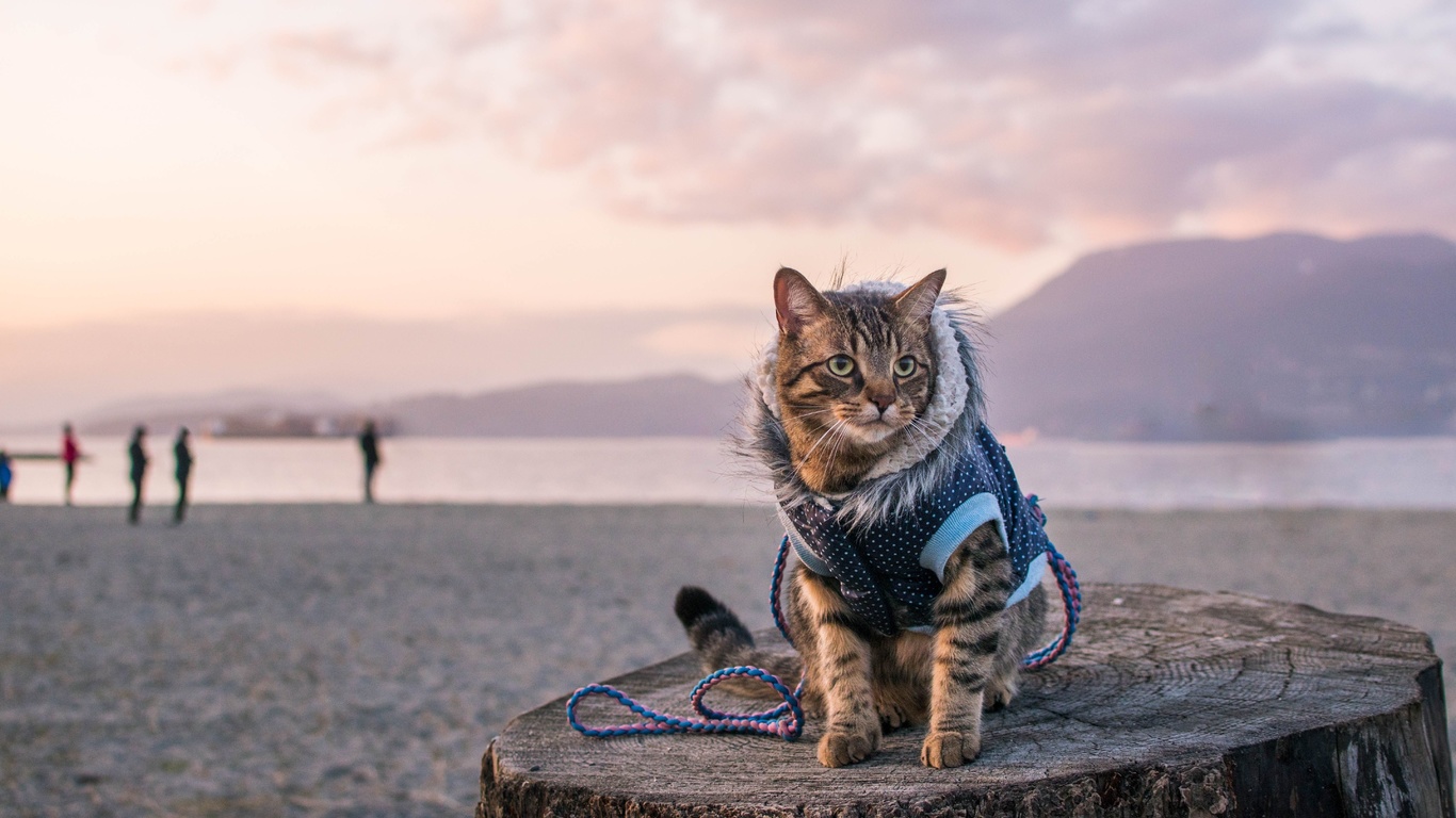 travel with a cat, pacific ocean, canada