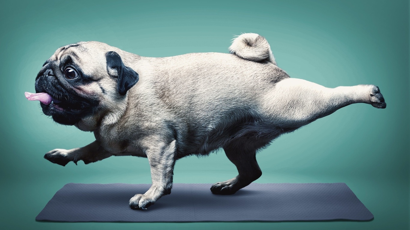 yoga, pug, happy dog, healthy mode