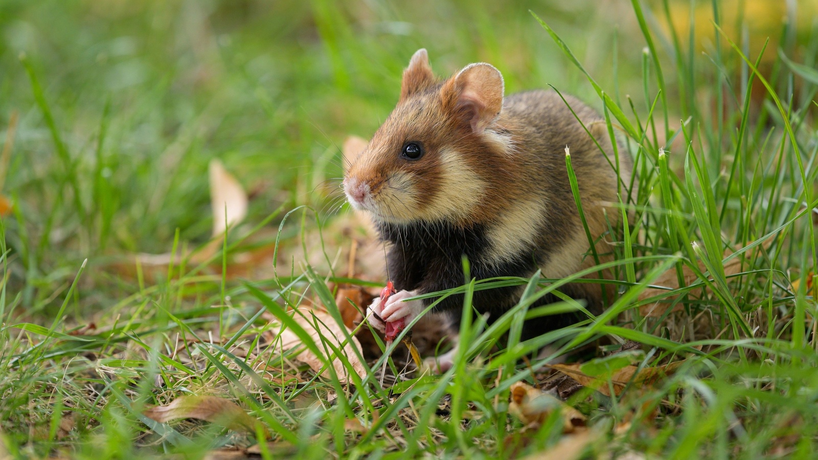 wildlife, european field hamster, animals