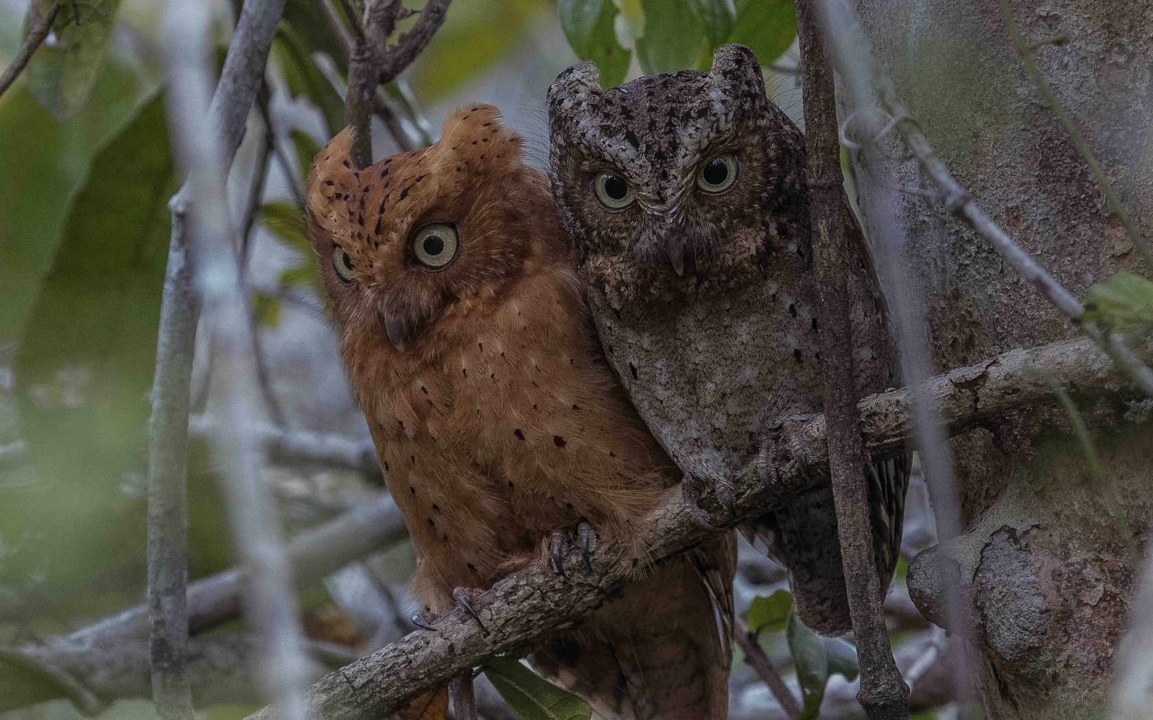 sokoke scops owl, forest, kenya