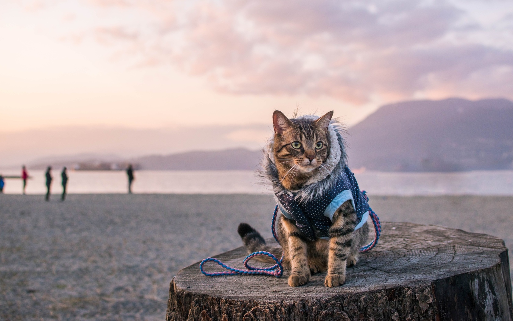 travel with a cat, pacific ocean, canada