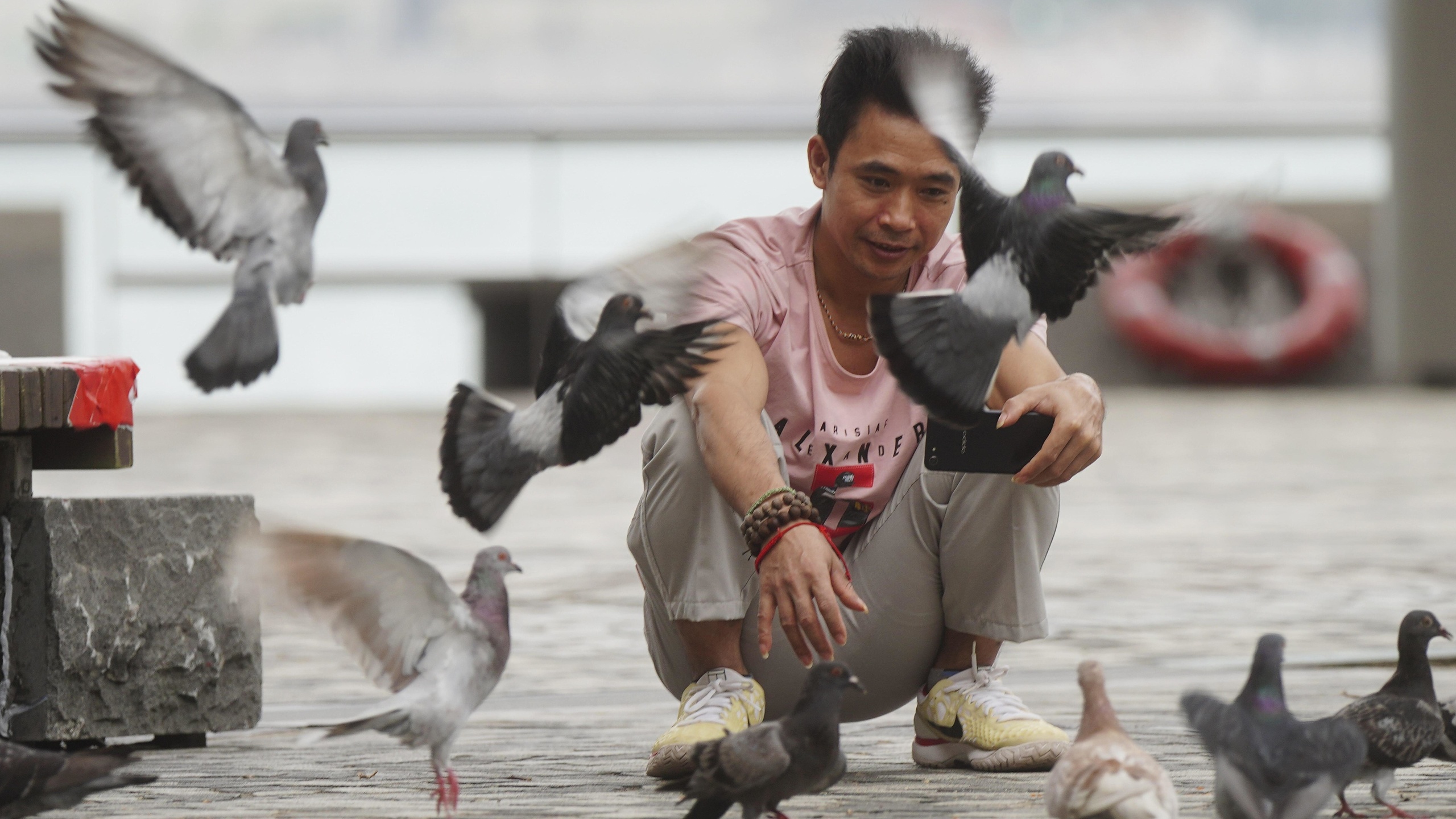 birds, hong kong, feeding pigeons, china