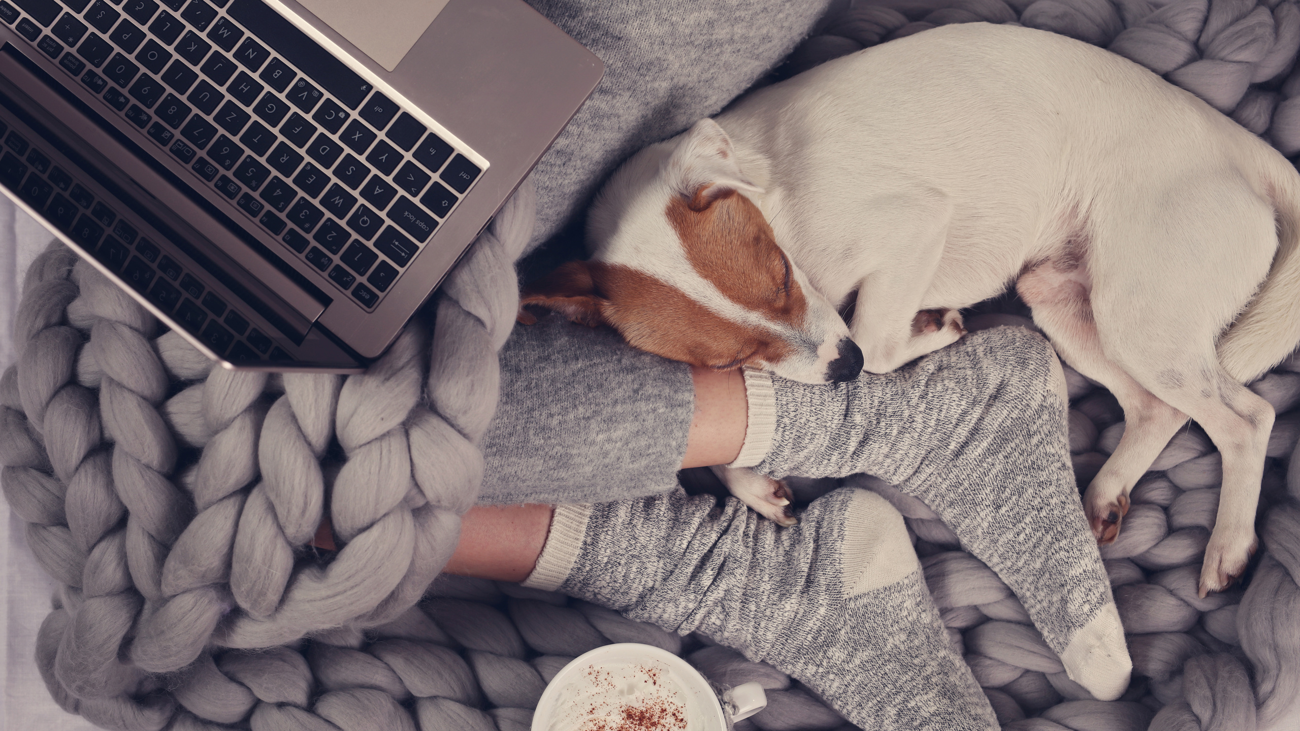 notebook, hot chocolate, sleeping dog, jack russel terrier