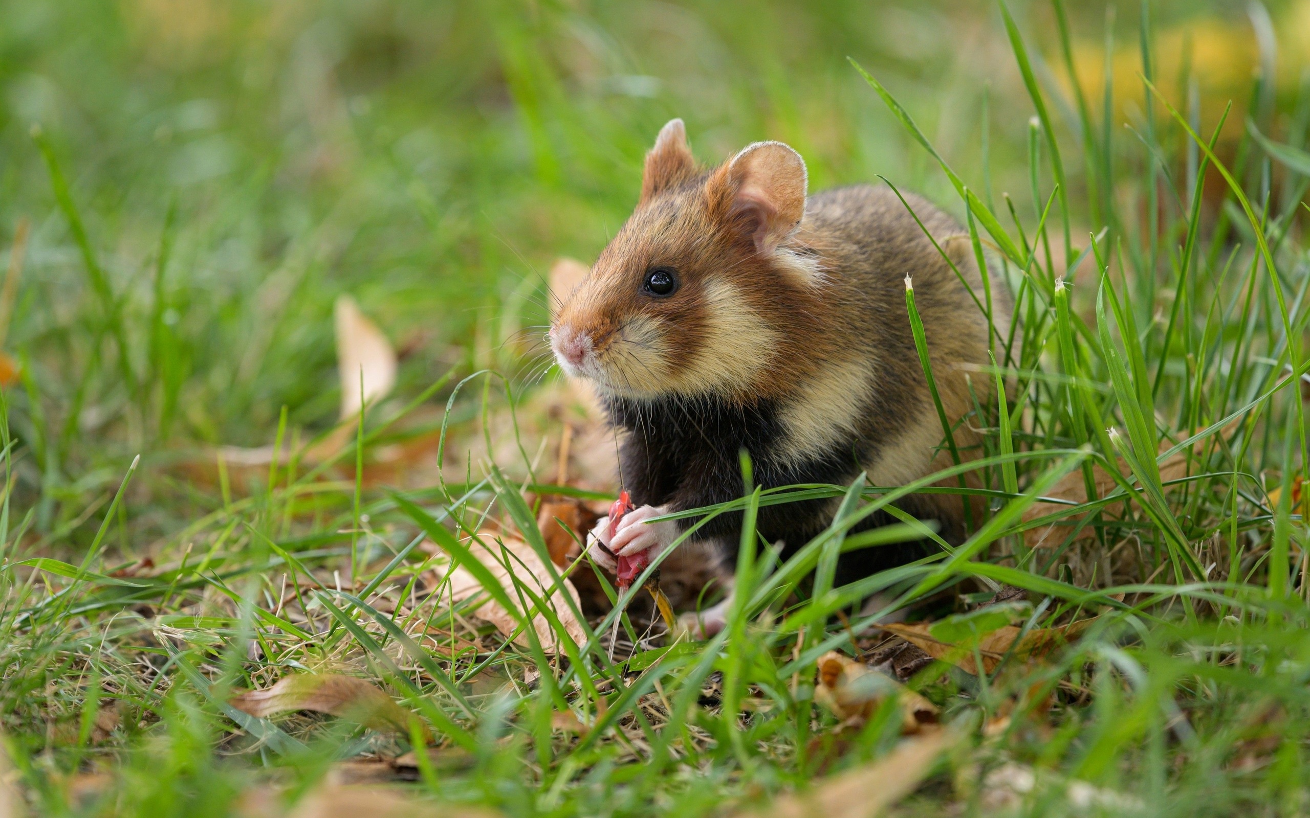 wildlife, european field hamster, animals