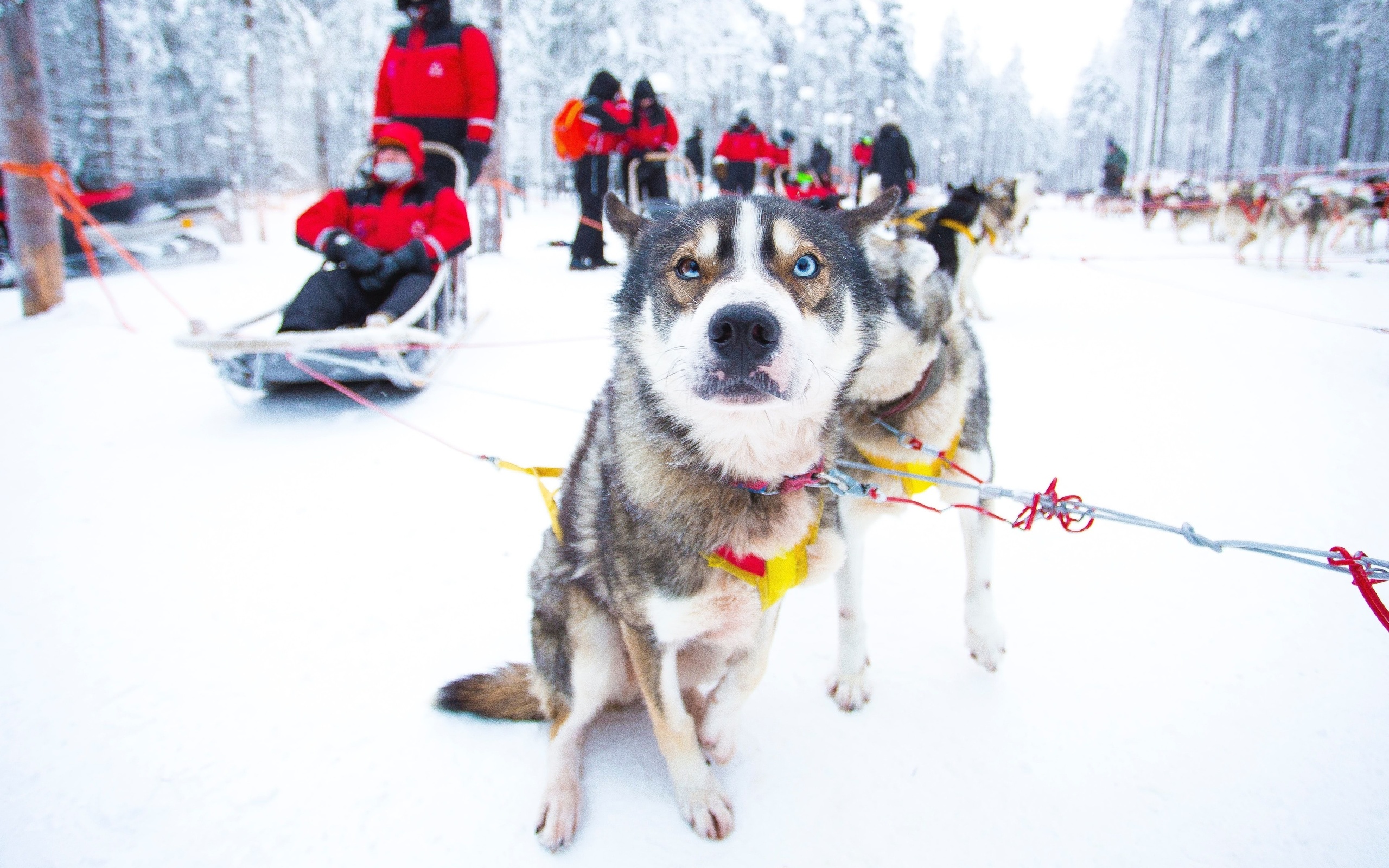 winter experience, husky safari, rovaniemi, finland