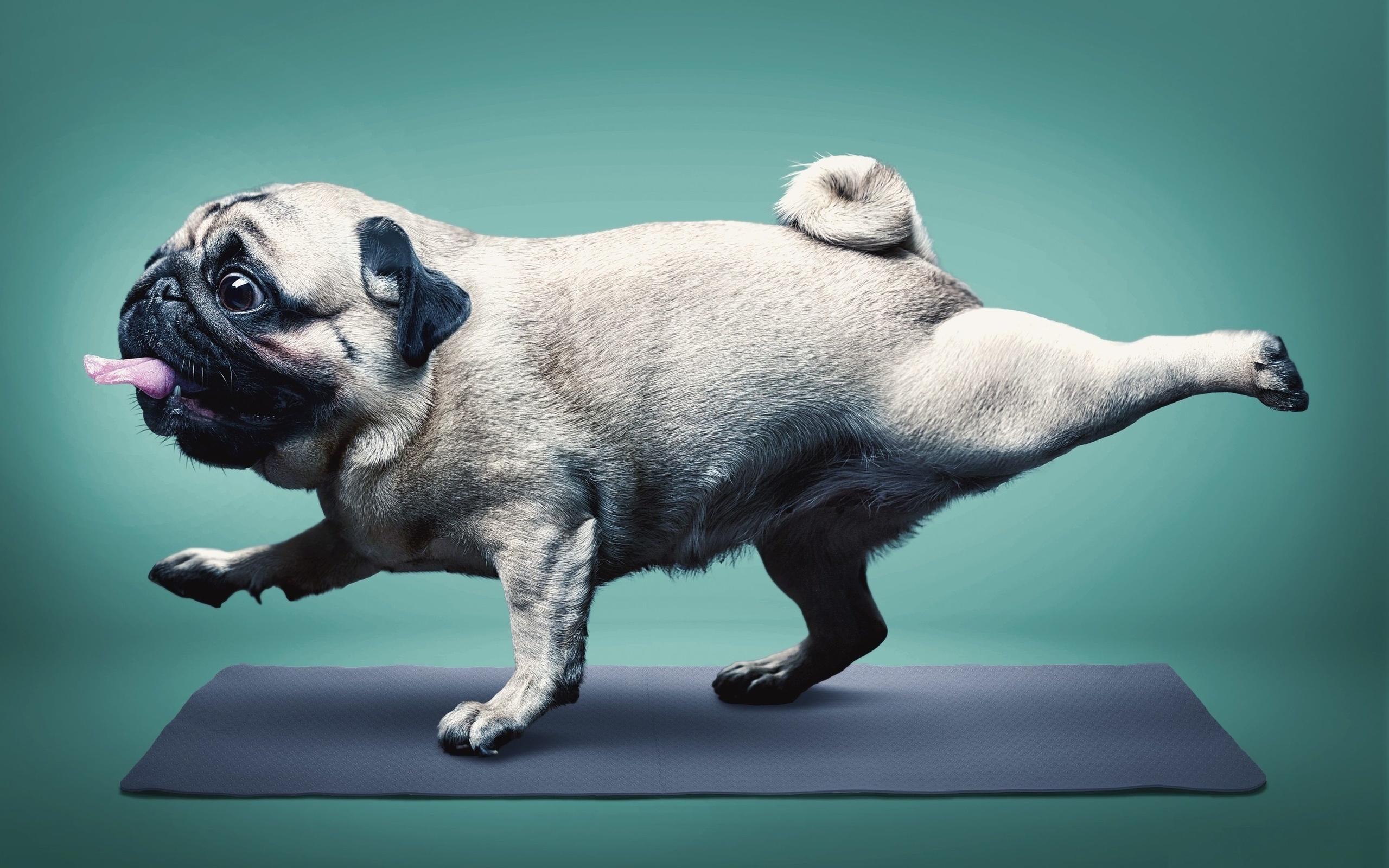 yoga, pug, happy dog, healthy mode