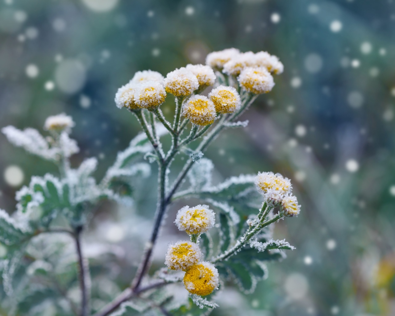 winter landscaping, garden, frost