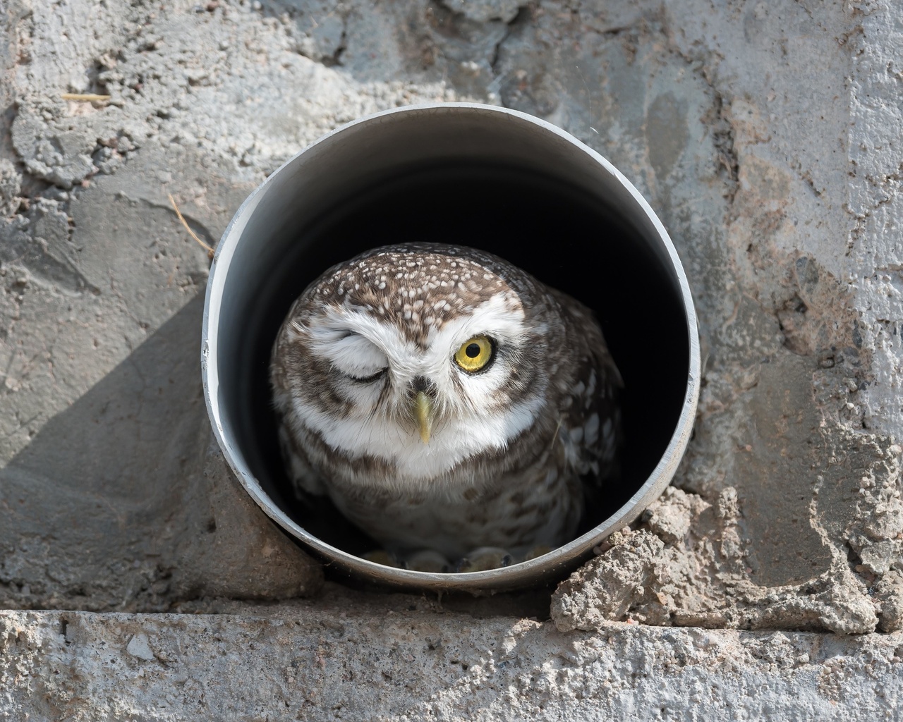 bird, spotted owl, india