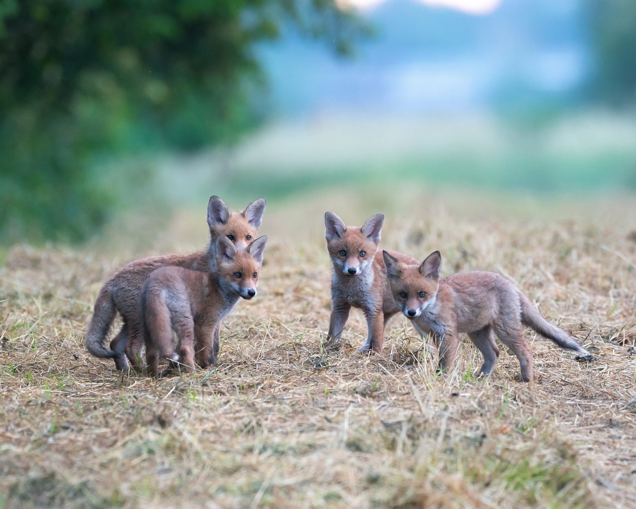 luxembourg, fox children, wildlife