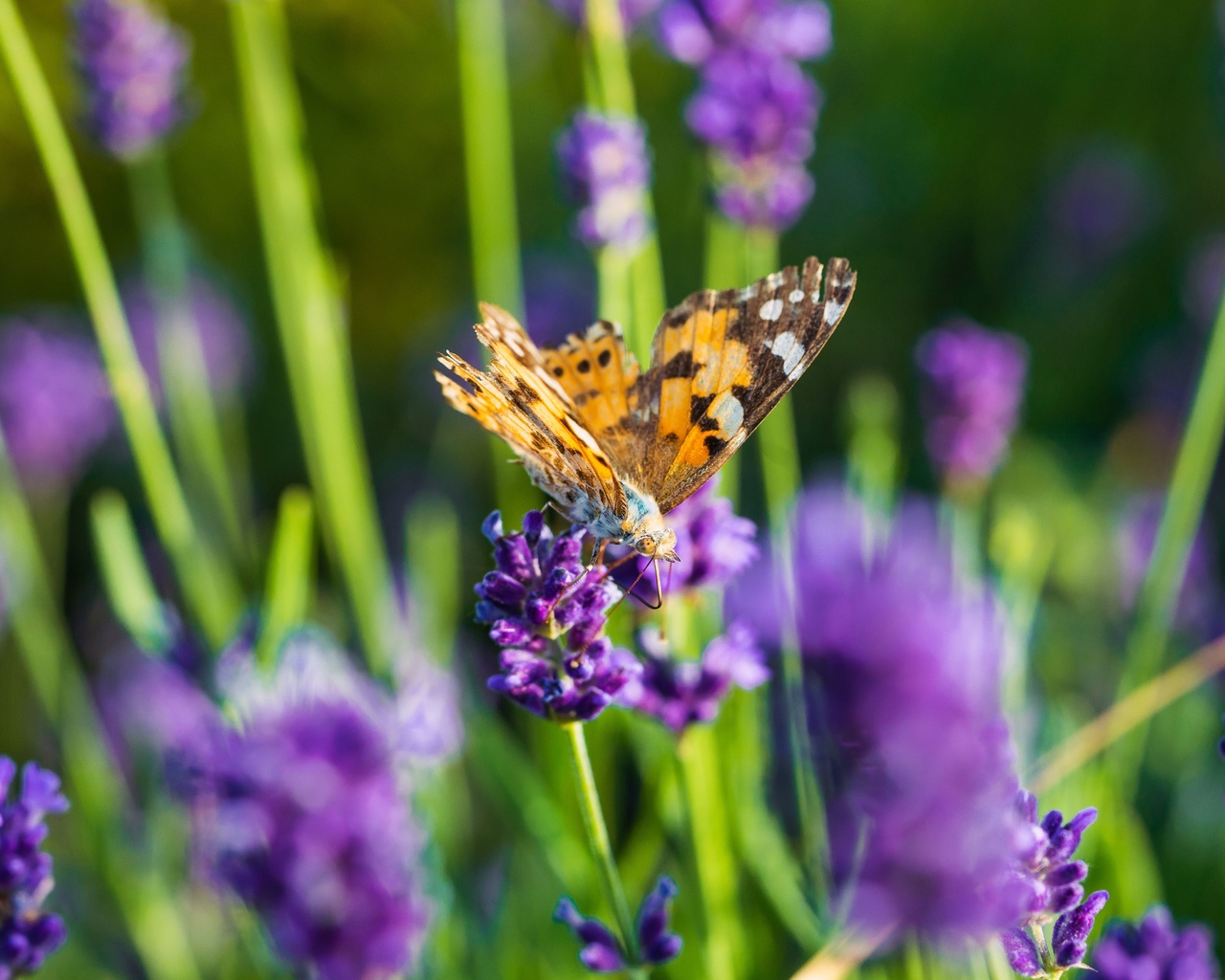 butterfly, lavender field, flowers