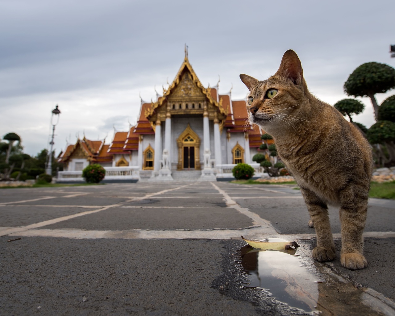 wat benchamabophit, marble temple, buddhism, bangkok, thailand