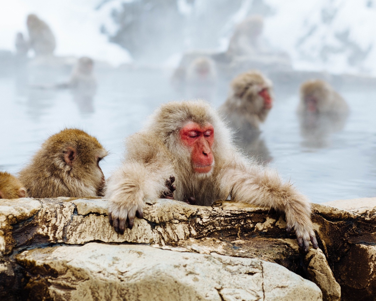 japanese macaque, jigokudani snow monkey park, nagano prefecture, japan