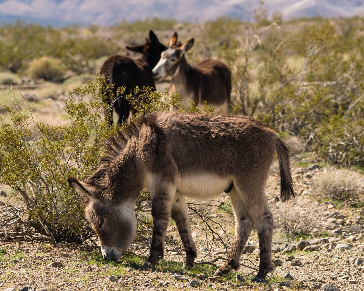 donkeys, mojave desert, north america