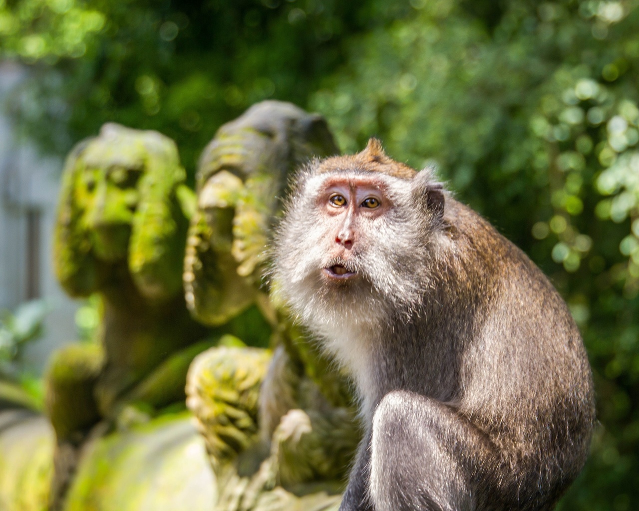 crab-eating macaque, ubud monkey forest, bali