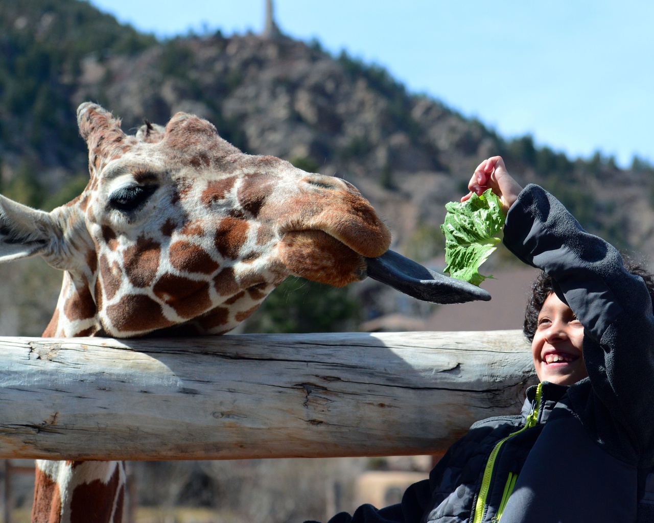 giraffe, cheyenne mountain zoo, colorado springs, colorado