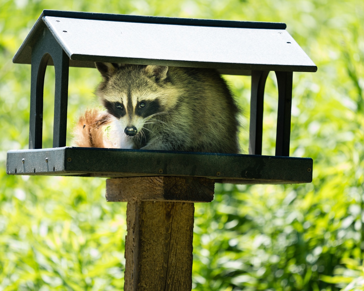 wild animals, young raccoon, bird feeder