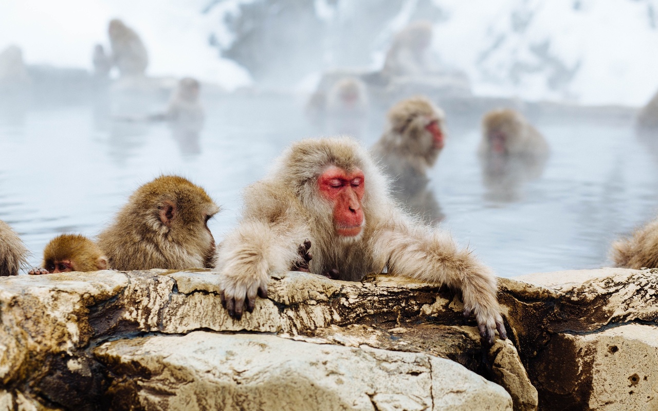 japanese macaque, jigokudani snow monkey park, nagano prefecture, japan