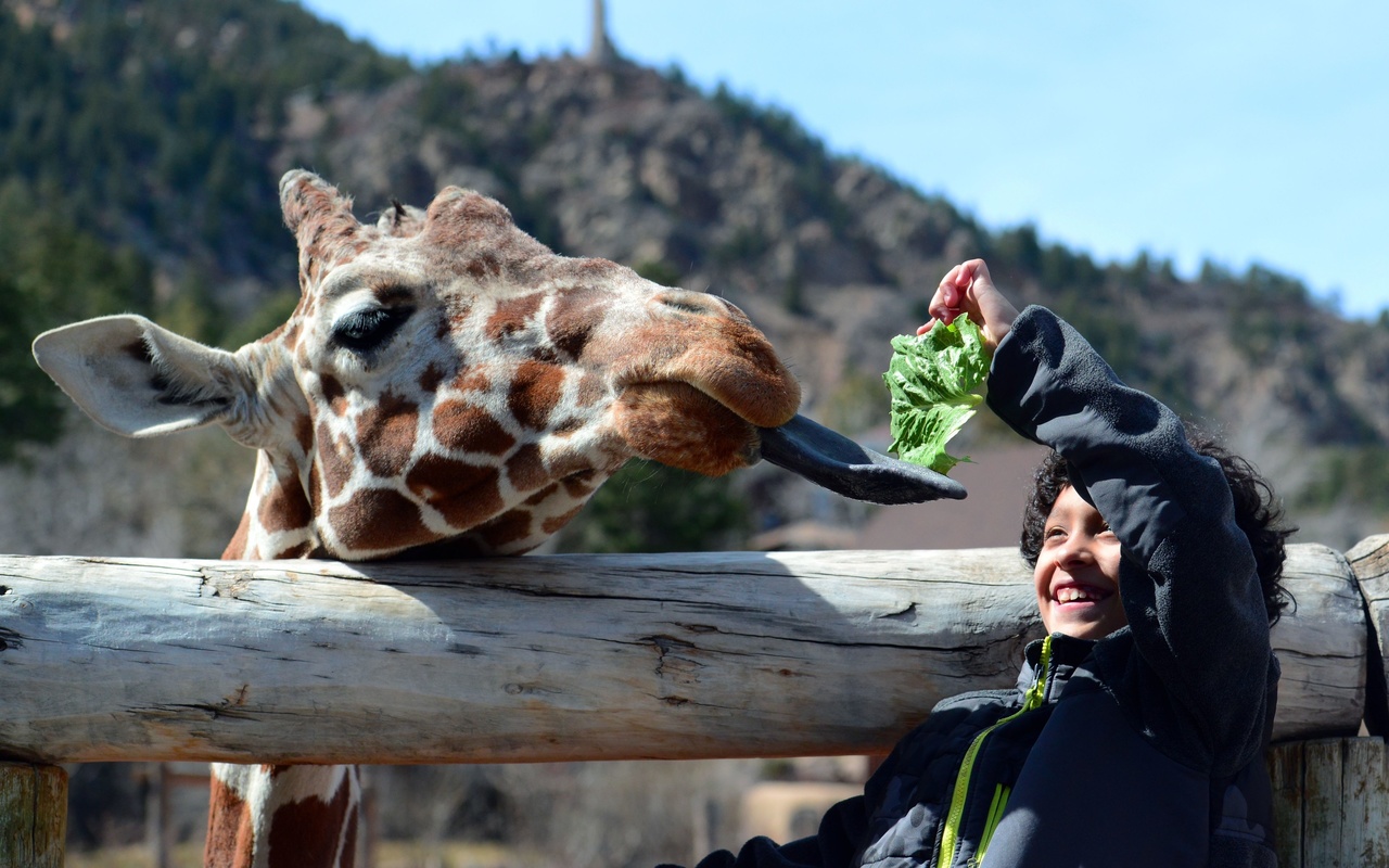 giraffe, cheyenne mountain zoo, colorado springs, colorado