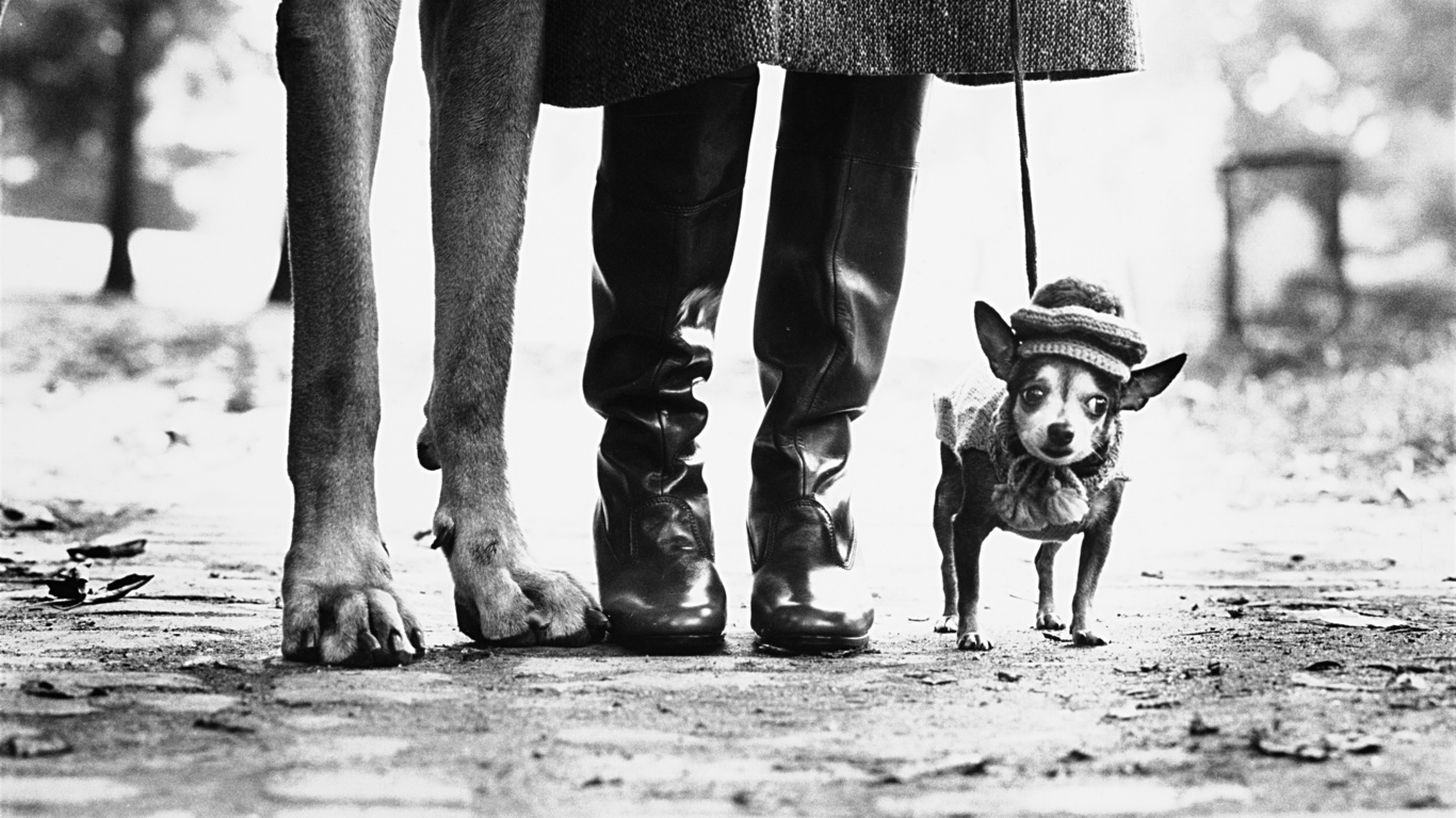 dogs, new york city, chihuahua