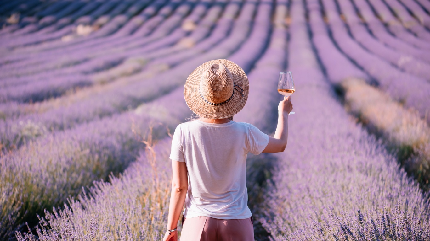 lavender field, provence, france