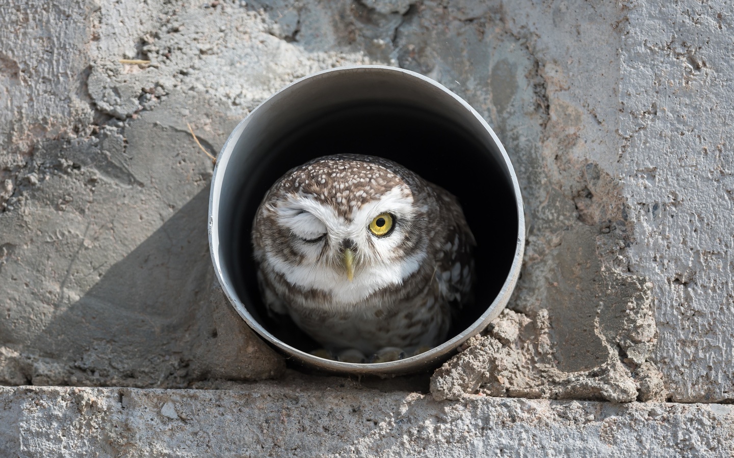 bird, spotted owl, india